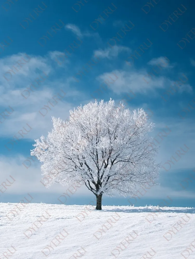 冬季雪景中的孤独白树