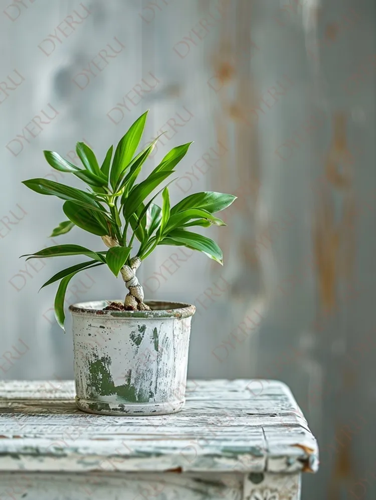 室内绿植：生机勃勃的盆栽植物装饰，适合家居和办公室环境